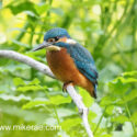 Kingfisher sitting in front of leaves. September Suffolk. Alcedo atthis