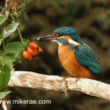 Kingfisher with fish and rose hips in dawn light. September Suffolk. Alcedo atthis