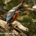 Kingfisher on old branch in dawn light. September Suffolk. Alcedo atthis