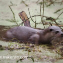 Otter at river edge in duck weed. January Suffolk. Lutra lutra