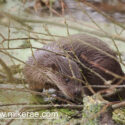 Otter cub exploring. January Suffolk. Lutra lutra