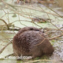 Otter cub looking back. January Suffolk. Lutra lutra