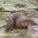 Otter cub exploring on log. January Suffolk. Lutra lutra