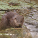 Otter cub on log rive edge. January Suffolk. Lutra lutra