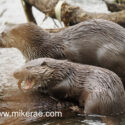 Otter mother and cub with fish. January Suffolk. Lutra lutra