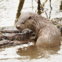 Otter cub out on log rive edge. January Suffolk. Lutra lutra