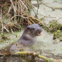 Otter looking back from weed and water. January Suffolk . Lutra lutra