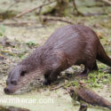 Otter walking on weed and water. January Suffolk . Lutra lutra