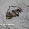 Otter head out of water at river edge. January Suffolk. Lutra lutra
