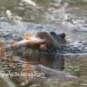 Otter catching perch. Suffolk January. Lutra lutra
