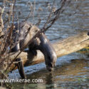 Otter tail and nose on log. January Suffolk. Lutra lutra