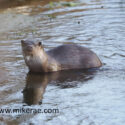Otter in shallow river. January Suffolk. Lutra lutra