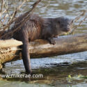 Otter looks back from log in river. January Suffolk. Lutra lutra