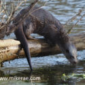 Otter nose down cub behind out on log. January Suffolk. Lutra lutra