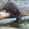 Otter on log nose in river. January Suffolk. Lutra lutra