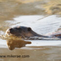 Otter on swims on river. January Suffolk. Lutra lutra