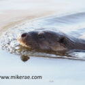 Otter swimming close smooth water. January Suffolk. Lutra lutra