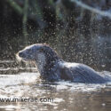 Otter shake in cold river. January Suffolk. Lutra lutra