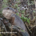 Otter out on wet root river. January Suffolk. Lutra lutra