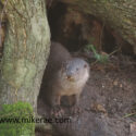 Otter cub on bank in roots. January Suffolk. Lutra lutra