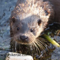 Otter with river plastic. January Suffolk. Lutra lutra