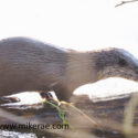Otter walks on old log. January Suffolk. Lutra lutra