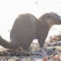 Otter marking on frosty bank. January Suffolk. Lutra lutra