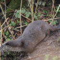 Otter on mud slide. January Suffolk. Lutra lutra