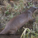 Otter comes our onto frosty bank. January Suffolk. Lutra lutra
