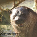 Otter close sunny morning. January Suffolk. Lutra lutra