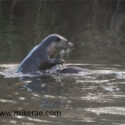 Otters in river up down. February Suffolk. Lutra lutra