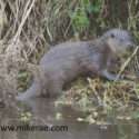 Otter cub half out of river. February Suffolk. Lutra lutra