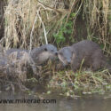 Otters on bank close. February Suffolk. Lutra lutra