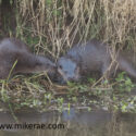 Otter cub and mother close river. February Suffolk. Lutra lutra