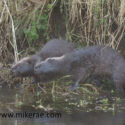 Otters double shake. February Suffolk. Lutra lutra