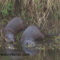 otters enter in dark river. February Suffolk. Lutra lutra