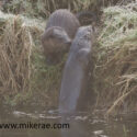 Otters close out on foggy bank. February Suffolk. Lutra lutra