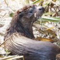 Otter cub turns at river edge. February Suffolk. Lutra lutra