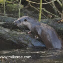Otter climbs on wet root. February Suffolk. Lutra lutra