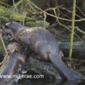 Otters come out on wet root. February Suffolk. Lutra lutra