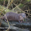Otters cub on wet root. February Suffolk. Lutra lutra