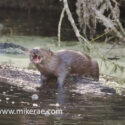 Otter cub with fish o rolling log. February Suffolk. Lutra lutra
