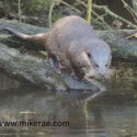 Otter cub diving of wet root. February Suffolk. Lutra lutra