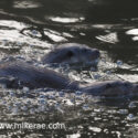 Otters swimming in dark bubbles. February Suffolk. Lutra lutra
